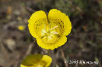 ggoldnugget.68mm.veryclose.KI8Q5251.jpg (162188 bytes)