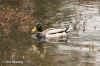 mallard-side.08jan04.2013.jpg (145241 bytes)