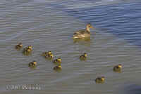 mallard+kids.inwater.crop.KI8Q3671.jpg (96828 bytes)