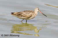marbledgodwit.050825.KI8Q6387.jpg (132235 bytes)