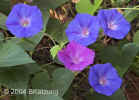 morning-glories.red+blue.crop.8311.jpg (146080 bytes)