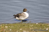 northernpintail.lasgallinas.KI8Q7634.jpg (147338 bytes)