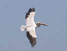 pelican-1.flying.7664_small.jpg (17461 bytes)
