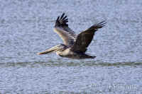 pelican-brn-flight.KI8Q7552.jpg (160149 bytes)