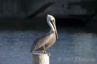 pelican-on-post.opt.CRW_1642.jpg (106525 bytes)