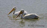 pelicans2-crop.050825.KI8Q6432.jpg (156046 bytes)