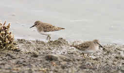plovers.foraging.9018.jpg (111514 bytes)