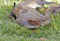quail-ongrass.b+byard.crop.KI8Q1742.jpg (270667 bytes)