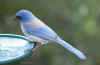 scrubjay.3216.jpg (96179 bytes)