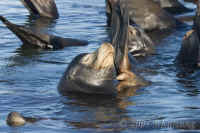sealions-one.closeup.opt.CRW_1637.jpg (142169 bytes)
