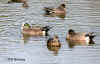 widgeon.2558.jpg (138181 bytes)