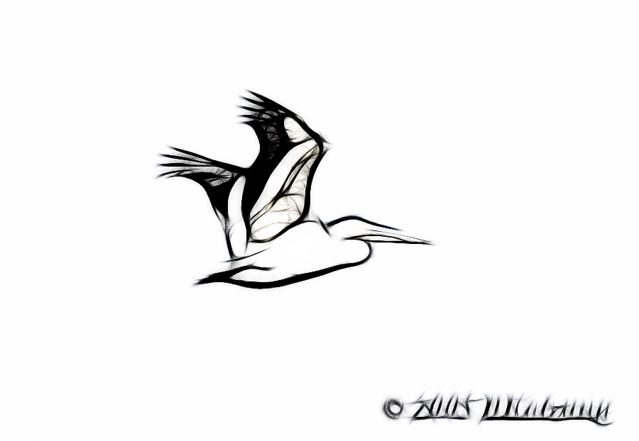 Pelican in flight