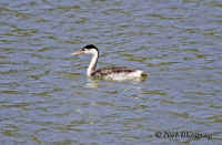 Clarksgrebe.CMCreek.KI8Q6384.jpg (168427 bytes)