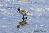 baby-avocet-inpond.crop-best.KI8Q5135.jpg (174728 bytes)