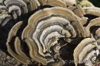 fungus-on-wood.closeup.cataracttrail.mt-tam.KI8Q1152.jpg (198238 bytes)