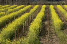 mustard.fromhighup.100mm.KI8Q1644.jpg (208434 bytes)