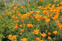 poppies-mass.KI8Q3350.jpg (183786 bytes)