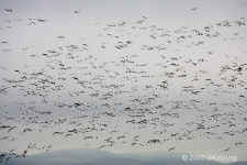 snowgeese.flying.hills.KI8Q1418.jpg (122092 bytes)