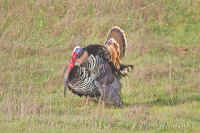 turkeydisplay-front-good.pineflatrd.opt-crop.KI8Q1073.jpg (213326 bytes)