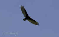 vulture.soaring.crop.jpg (75048 bytes)