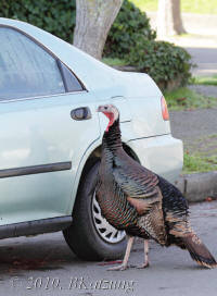 Wild Turkey